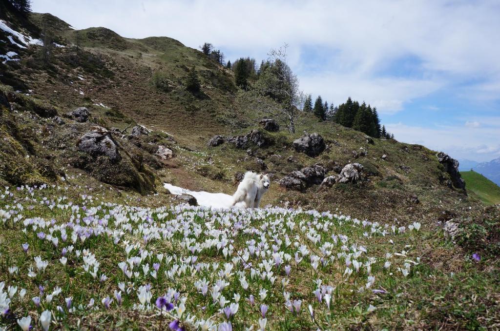 Myapart Jochberg Dış mekan fotoğraf